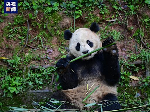 大熊貓「雲川」和「鑫寶」將赴美國 期限10年