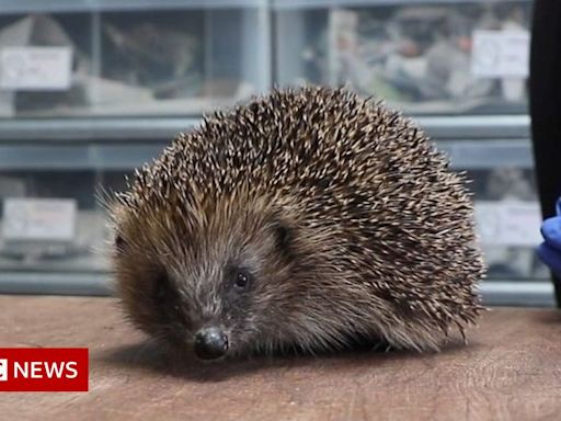 Lancashire sanctuary's plea to help hedgehogs waking from hibernation