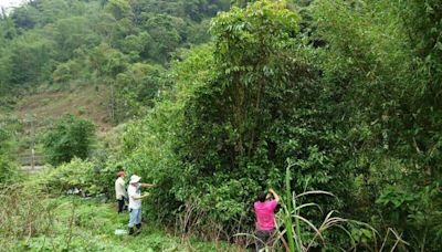 中部台灣山茶研究 鹿谷鳳凰山兒茶素含量最高