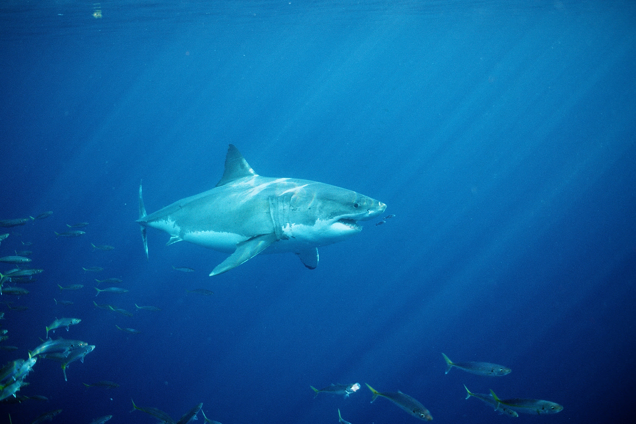 'Tons of them': 'Shark park' in Santa Cruz sees surge in great whites