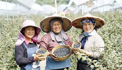 台灣自己種出藍莓了！國產藍莓「綠色友善種植」比進口藍莓有什麼優勢？