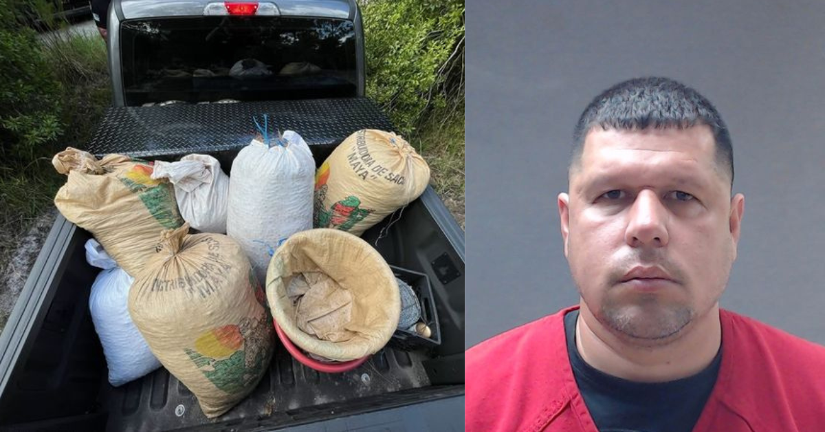 Man accused of illegal harvest of saw palmetto berries; nearly 765 lbs seized