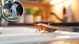 Qué tan cierto es que las cucarachas son cada vez más peligrosas y resistentes a insecticidas