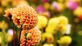 Dalia: una singular flor que le dará vida a su jardín