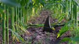 Presentan un sensor biológico para la agricultura de precisión que no usa baterías y se alimenta de la tierra