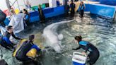 Baleias belugas são resgatadas de cidade bombardeada na Ucrânia