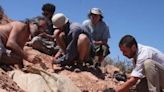 Descubren en Argentina restos fosilizados de gliptodonte carneado por humanos