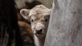 Mini Cow Making a ‘Big Jump’ Out of Truck Is Cute Beyond Words