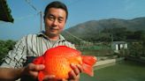 Experts Warn About Football-Size Goldfish Taking Over Lakes After Owners “Free” Their Pets