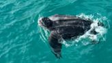 Boaters Capture Stunning Footage Of Massive Sea Turtle Checking Out Their Ship