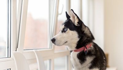 Dramatic Husky Begs to Be Let Outside With His Dog Mom and It’s Too Cute