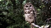 Letters to the Editor: Killing one owl to save the spotted owl: 'I mean, how silly is this conversation?'