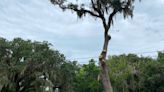 Will this landmark tree in Port Royal be saved? Attorneys are trying to hash out the dispute