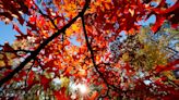 Fall colors 2023: Here are the best places to see the leaves change in Arizona