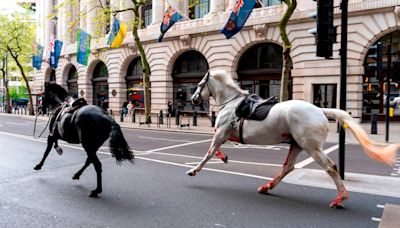 2 of the 4 horses that broke free in central London underwent surgery, British Army says