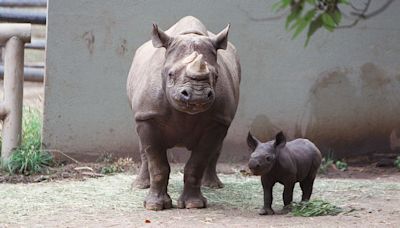 How San Francisco Zoo's Elly became America's oldest black rhino