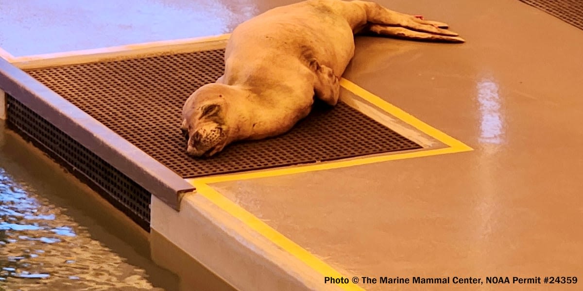 Emaciated 2-year-old Hawaiian monk seal making progress in marine hospital