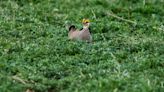 Congress votes to cut protections for lesser prairie chicken nearly extinct in New Mexico