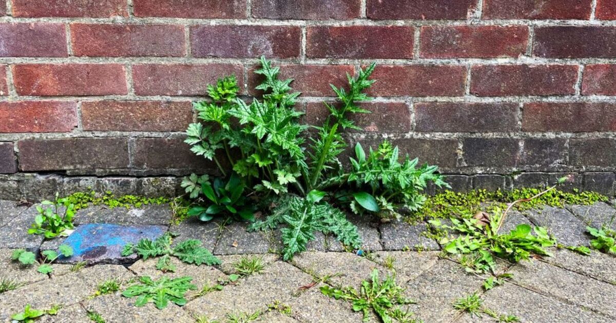 80p DIY weed killer is guaranteed to kill stubborn patio weeds in 48 hours