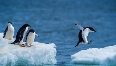 Photographer in Antarctica Captures Penguin’s Epic Jump Straight Out of the Water