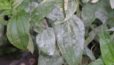 Master Gardener: How to detect and treat powdery mildew on your plants