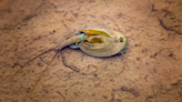 Three-eyed ‘dinosaur shrimp’ are waking up in the Nevada desert after Burning Man washout