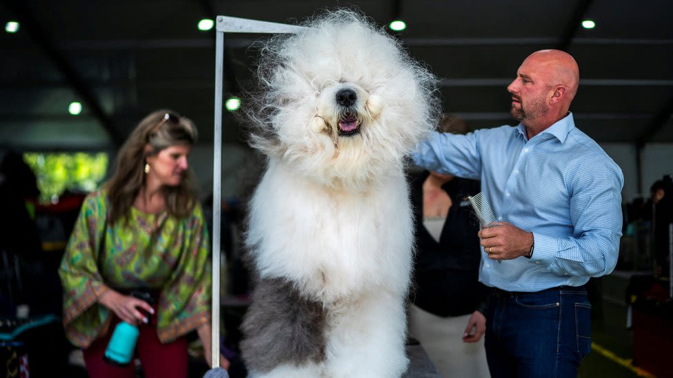 Westminster Dog Show: Top dogs compete for Best in Show