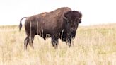 83-year-old woman gored by bison at Yellowstone National Park