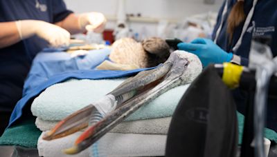 Brown pelicans found 'starving to death' on California coast: Why it could be happening