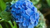 Hydrangeas will grow 'beautiful blue flowers' and deter slugs with £1 item