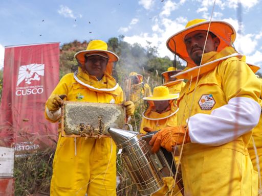 Día Mundial de las Abejas: Cusco impulsa crianza de abejas y producción sostenible de miel