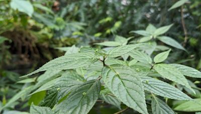 珍稀葉上花讓您大開眼界 臺灣青莢葉現身典藏植物園