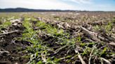 Opinion: Encourage cover crops nationwide through the crop insurance program
