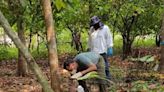 Suman 157 monos aulladores muertos en Tabasco y Chiapas
