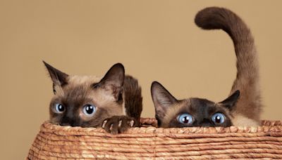 Siamese Cat Siblings are Mesmerized Watching Famous 'Lady and the Tramp' Scene