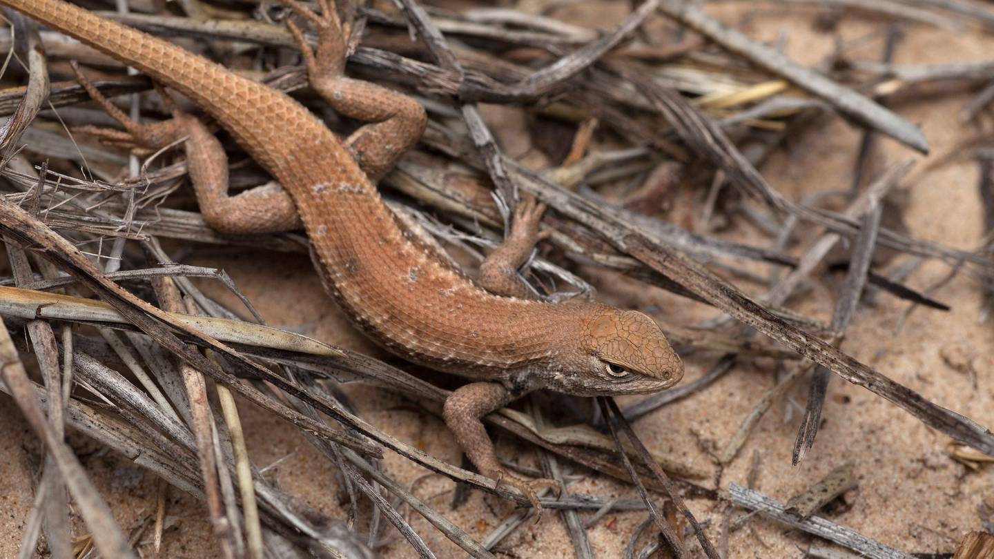 New endangered listing for rare lizard could slow oil and gas drilling in New Mexico and West Texas