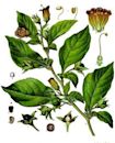 Atropa belladonna