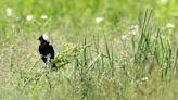 Wildlife Watch: Farmers join in bobolink conservation efforts