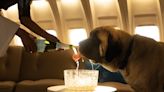 From ‘Doggie Champagne’ to Scented Towels: This New Dog-First Airline Wants to Pamper Your Pup