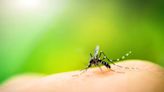 América Latina enfrenta su peor brote de dengue: 3.5 millones de casos en tres meses