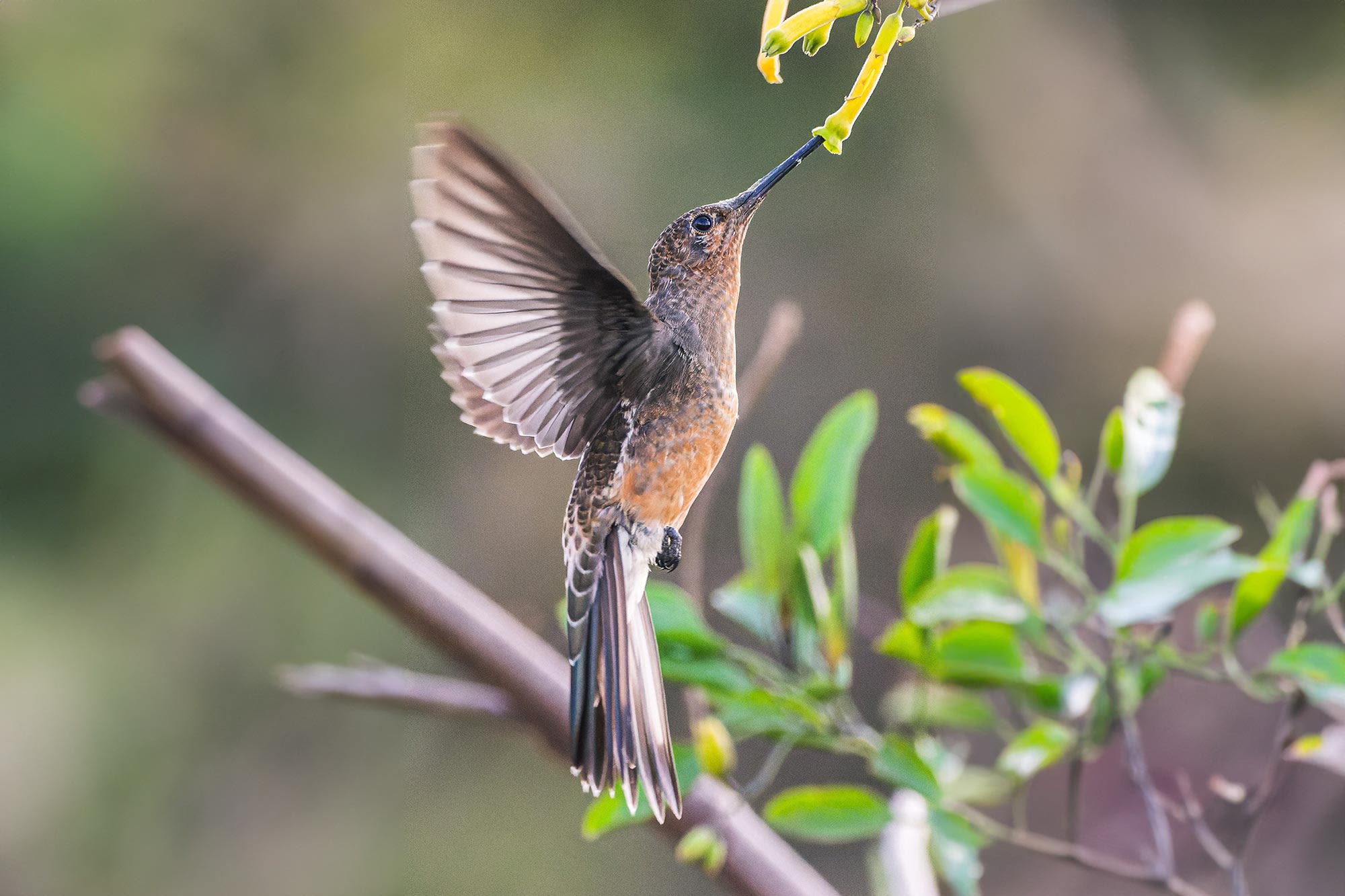 Mini Backpacks Reveal New Giant Hummingbird Species