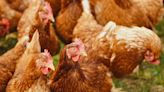 CDC: Heat may have contributed to four human cases of bird flu in Colorado