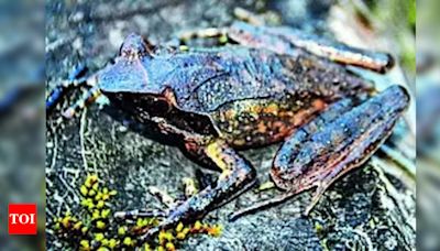 New horned frog found in Arunachal | Shillong News - Times of India