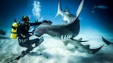 Explore Ocean Wonders in VR