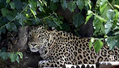 9-year-old boy killed in leopard attack in Junnar