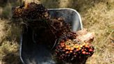 Growing tensions between Asian palm oil producers and the European Union