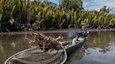 Oil palm plantations are driving massive downstream impact to watershed