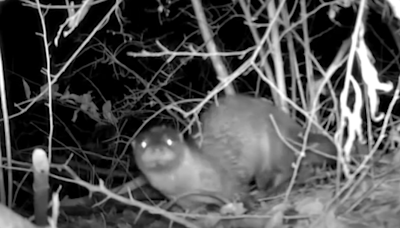 American river otter spotted along Pa.'s Ridley Creek for 1st time in 100 years