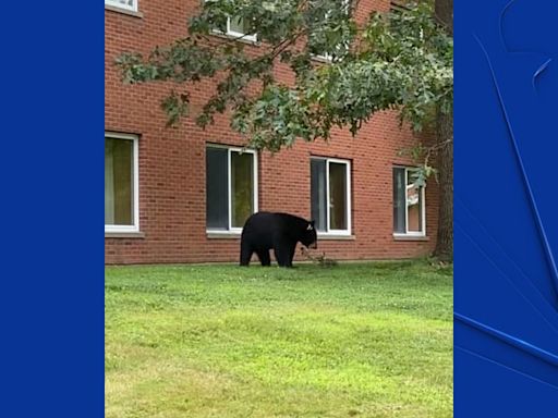 Bear euthanized after biting woman in Cheshire: DEEP