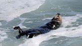 California's wily, surfboard-stealing sea otter evades capture again